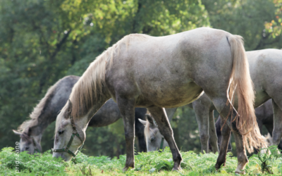 Hotel Maestoso – ni več na voljo