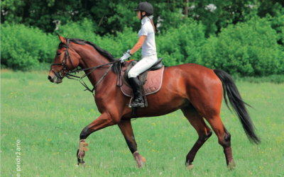 Jahanje v maneži ali na terenu – ni več na voljo