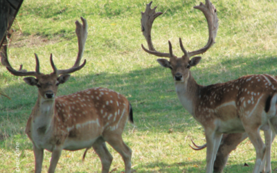 Turistična kmetija Oblak