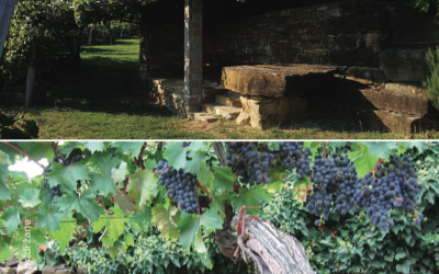 Vinsko doživetje Istre