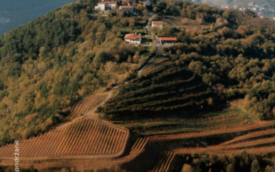 Vrhunska degustacija vin