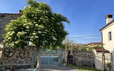 NOVO – Apartma Ob stari murvi Sežana