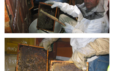 NOVO – Točenje medu