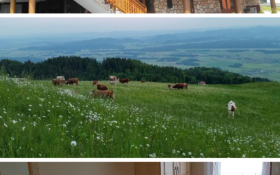 NOVO – Pr Ambružarju