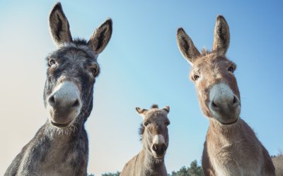 NOVO – Hranjenje in nega domačih živali