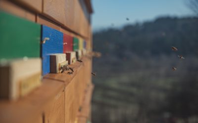 NOVO – Kmetija Slavec